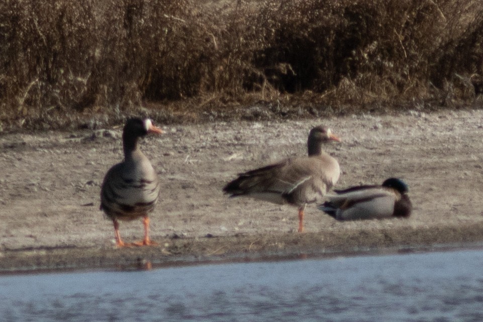 Greater White-fronted Goose - ML322347391