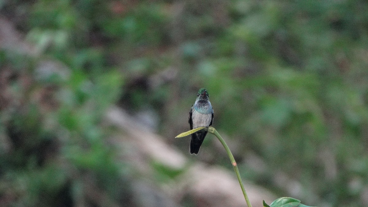 Blue-chested Hummingbird - ML322348421