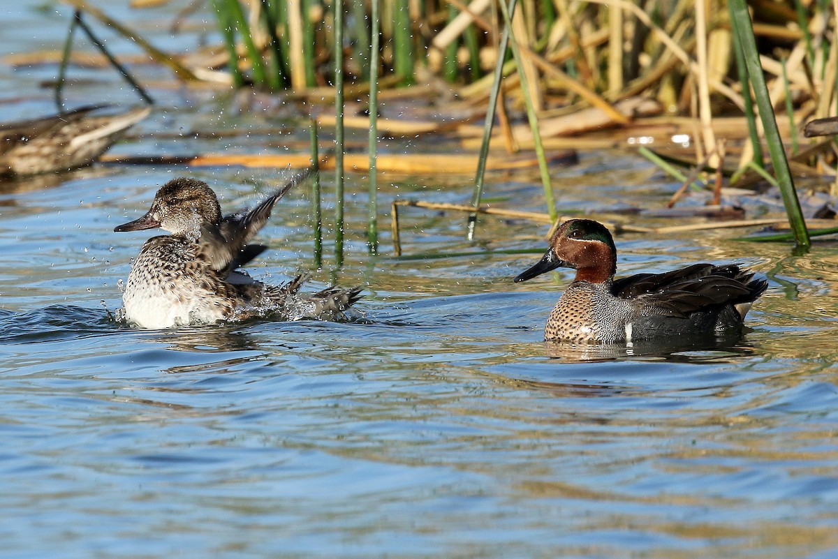 Green-winged Teal - ML322351961