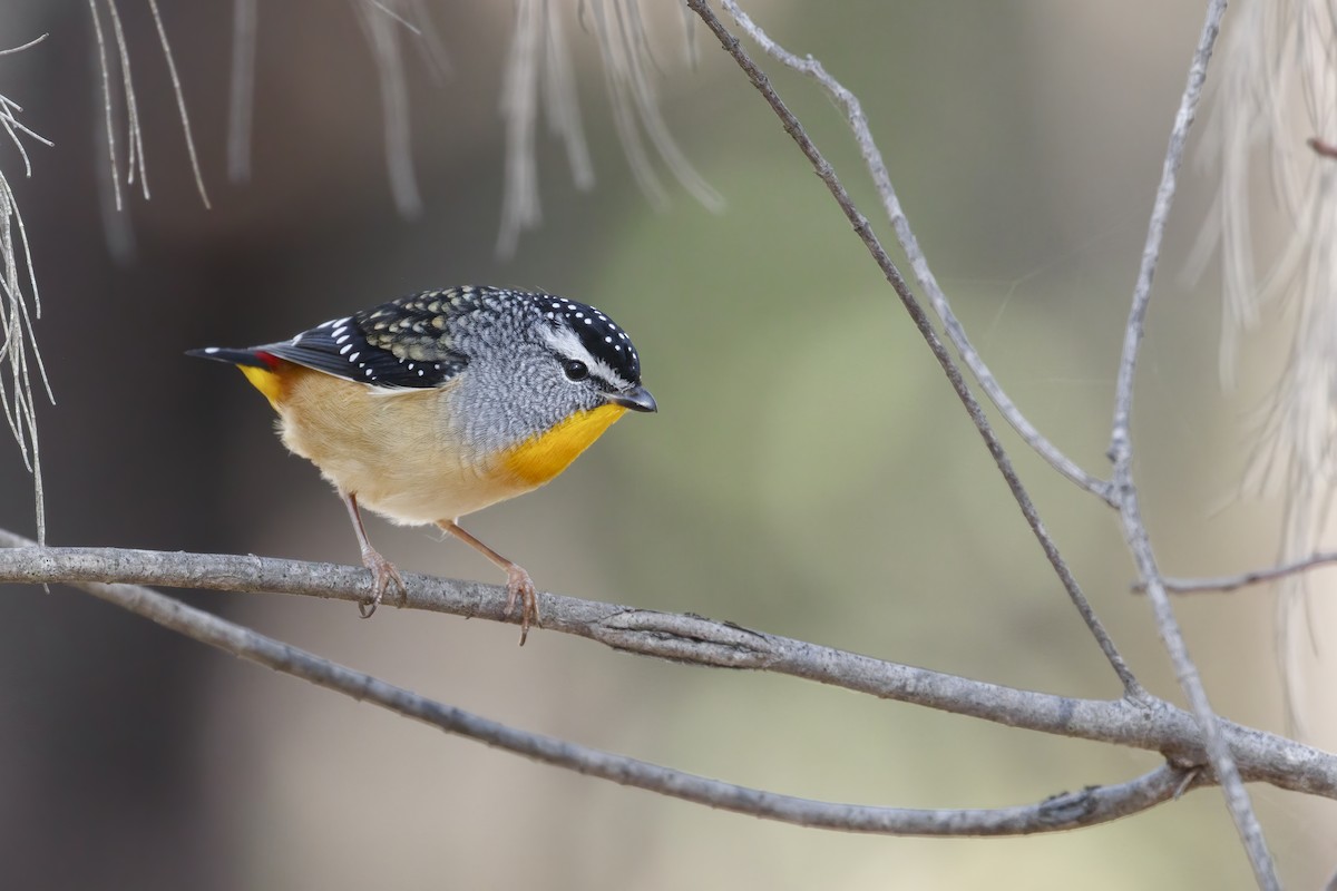 Spotted Pardalote - ML322356281