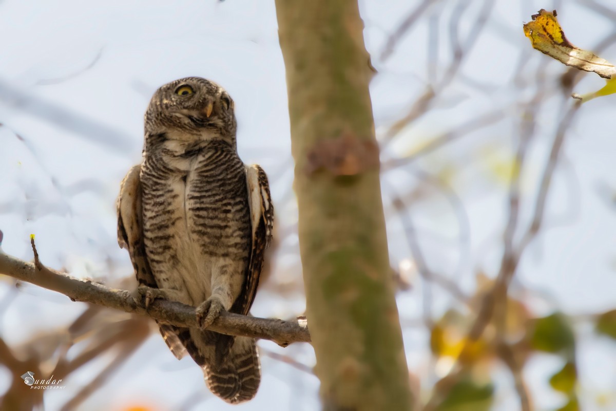Jungle Owlet - sundareswaran vetaikorumagan