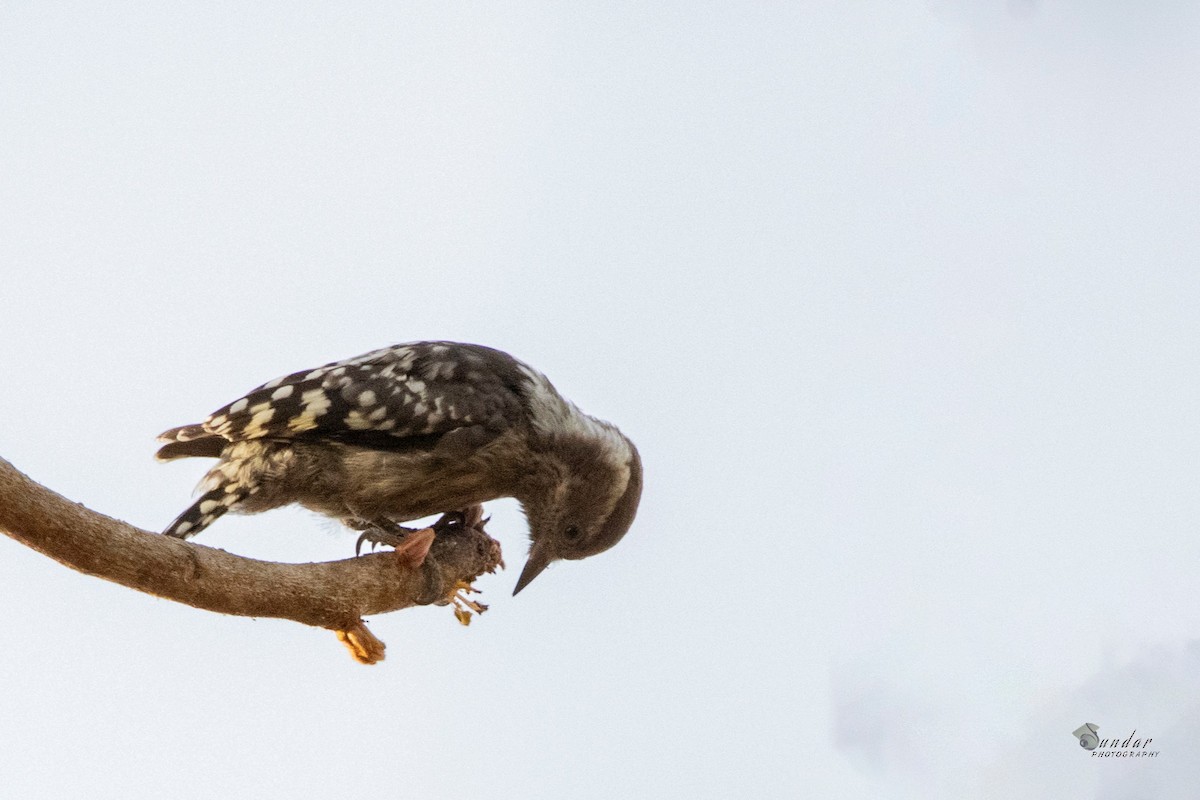 Brown-capped Pygmy Woodpecker - sundareswaran vetaikorumagan