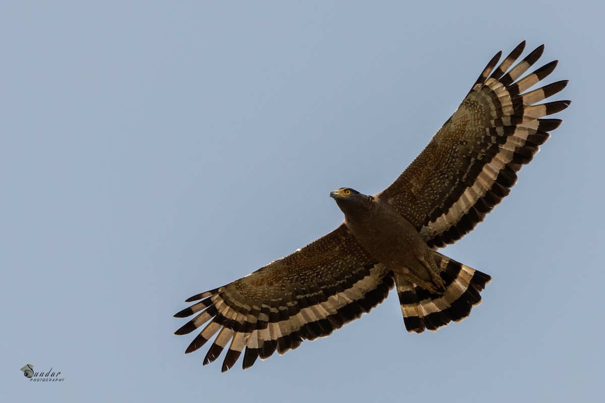 Crested Serpent-Eagle - ML322357061