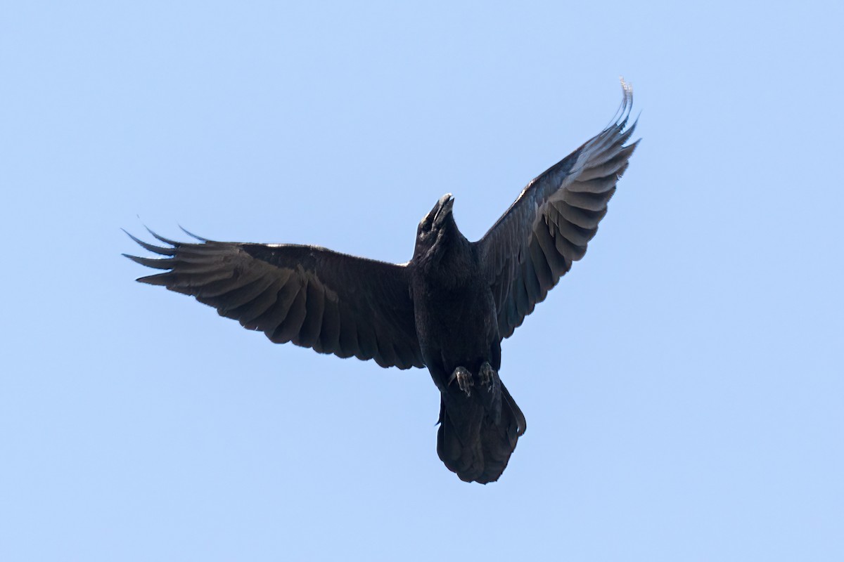 Common Raven - Garrett Lau