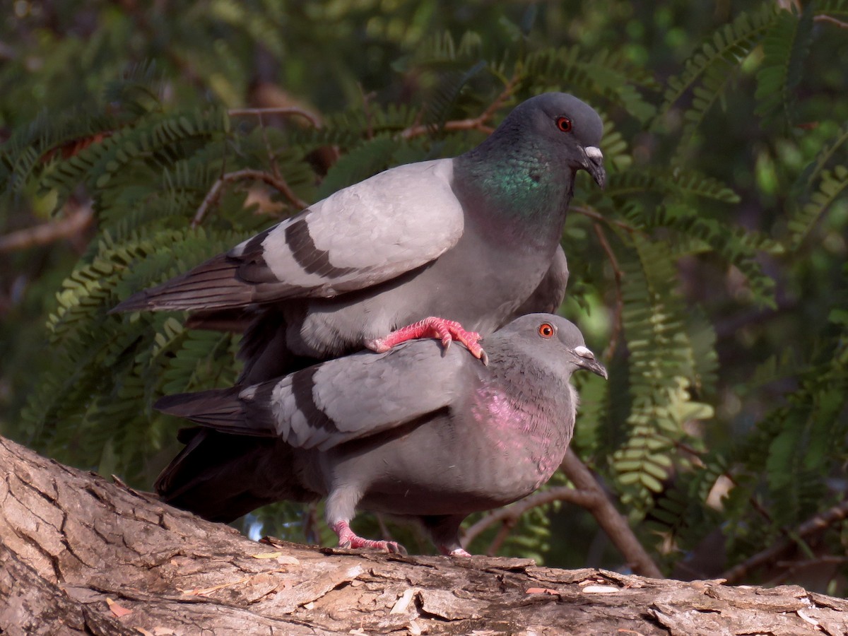 Rock Pigeon (Feral Pigeon) - ML322360071