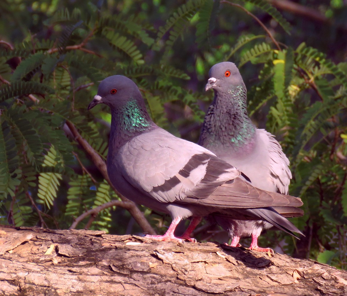 Rock Pigeon (Feral Pigeon) - ML322360401