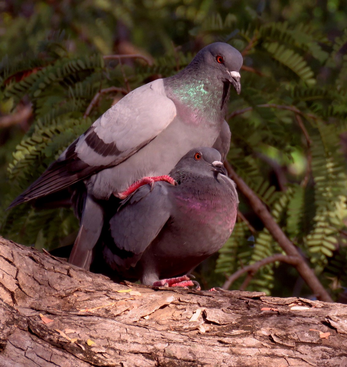 Rock Pigeon (Feral Pigeon) - ML322360411