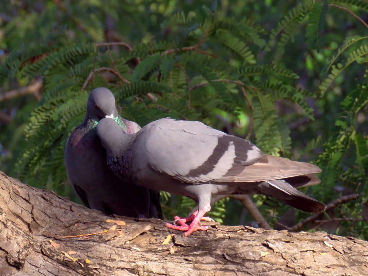 Rock Pigeon (Feral Pigeon) - ML322360421