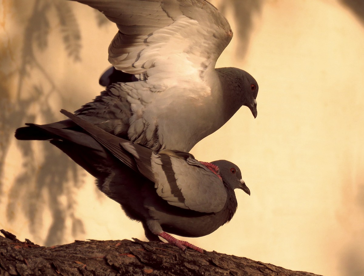 Rock Pigeon (Feral Pigeon) - ML322360591