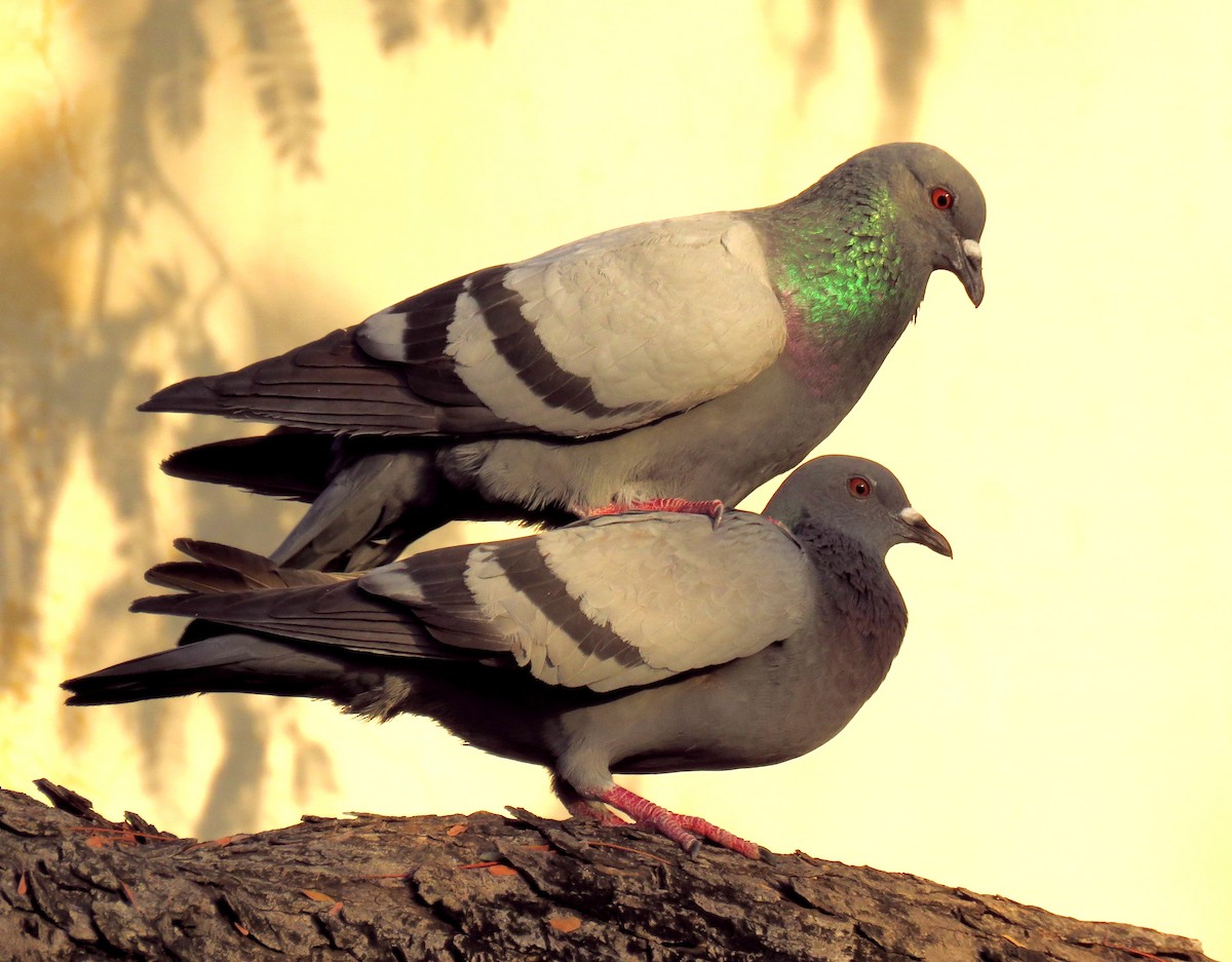 Rock Pigeon (Feral Pigeon) - ML322360611