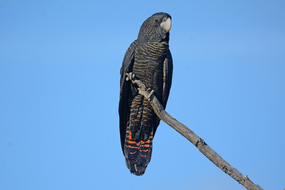 Red-tailed Black-Cockatoo - ML322366801