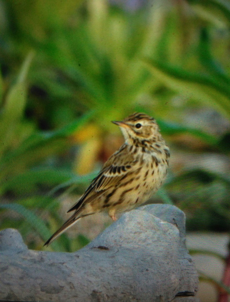 Red-throated Pipit - Ric Else
