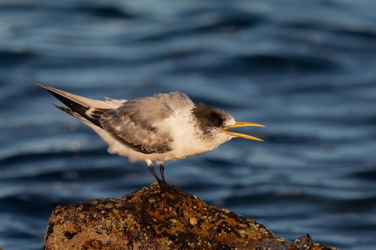 Great Crested Tern - ML322368031