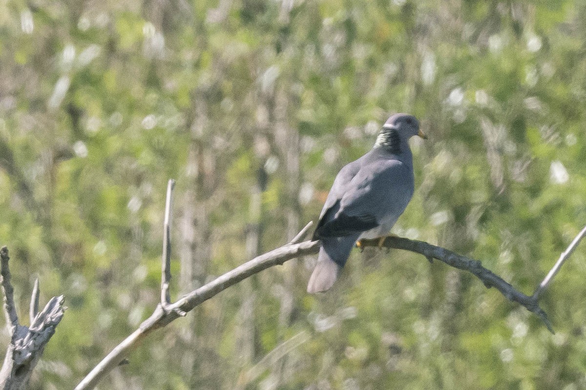 Band-tailed Pigeon - ML322370211