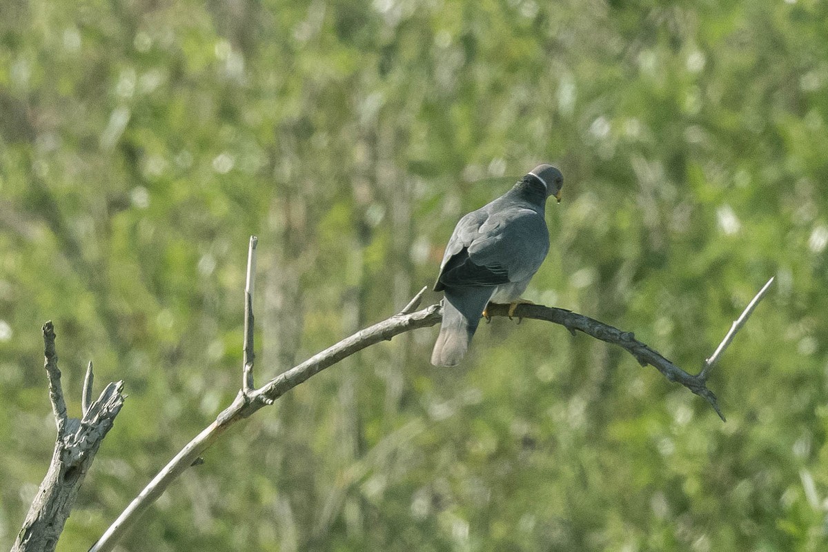 Band-tailed Pigeon - James McNamara
