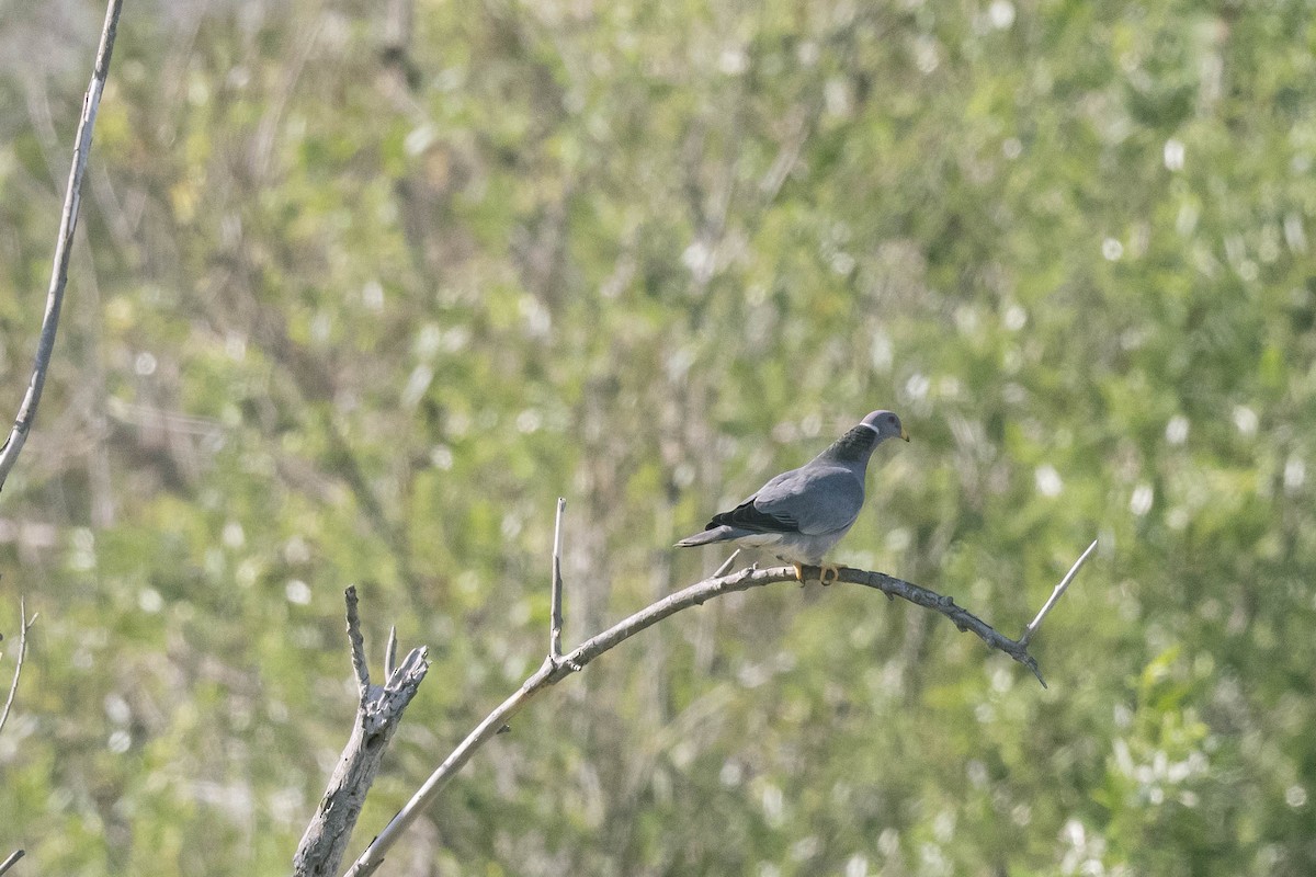 Band-tailed Pigeon - ML322370231