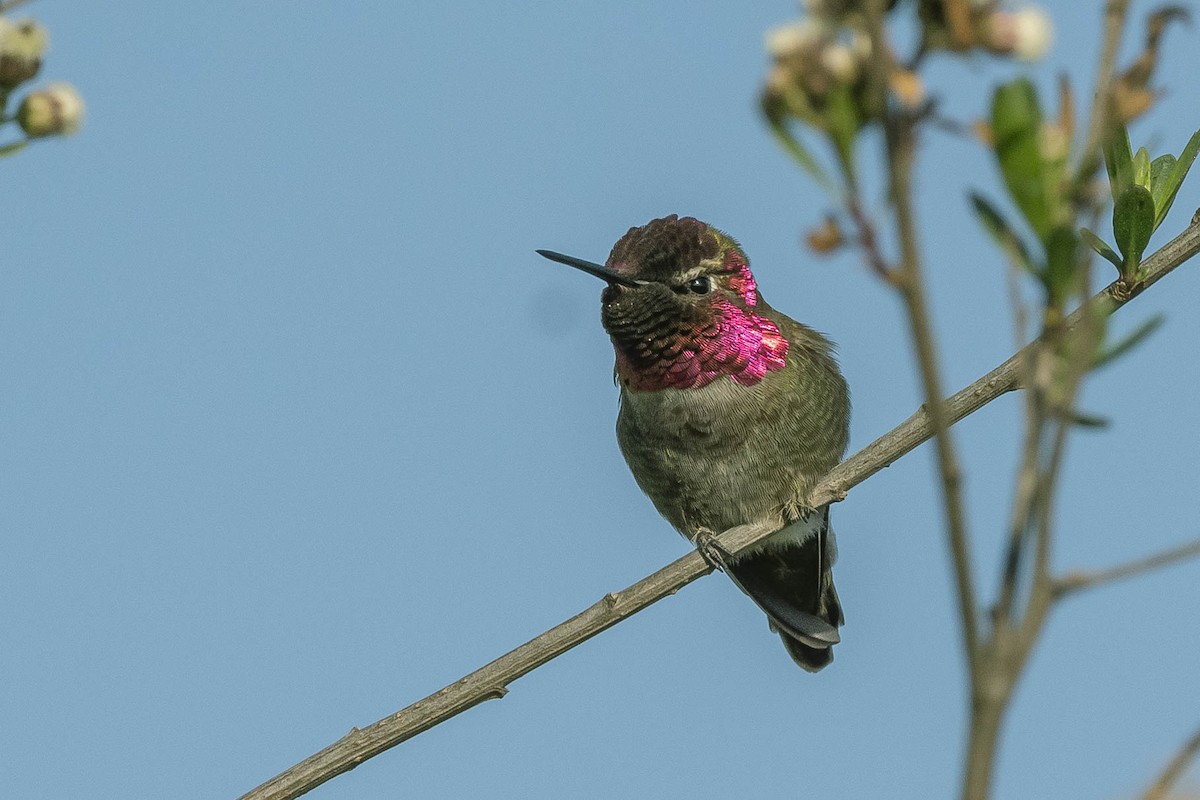 Anna's Hummingbird - ML322370281