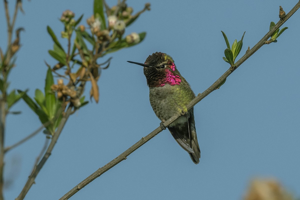 Anna's Hummingbird - ML322370301