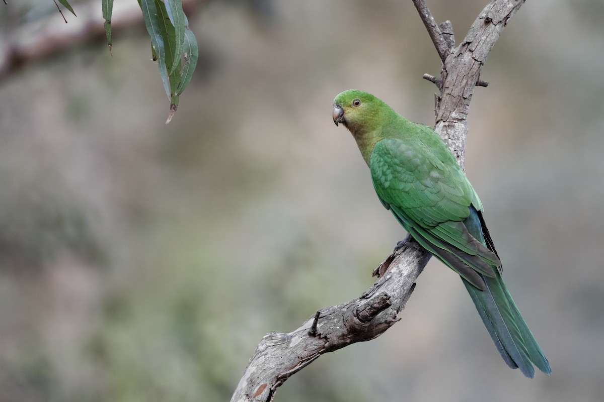 Australian King-Parrot - ML322371131