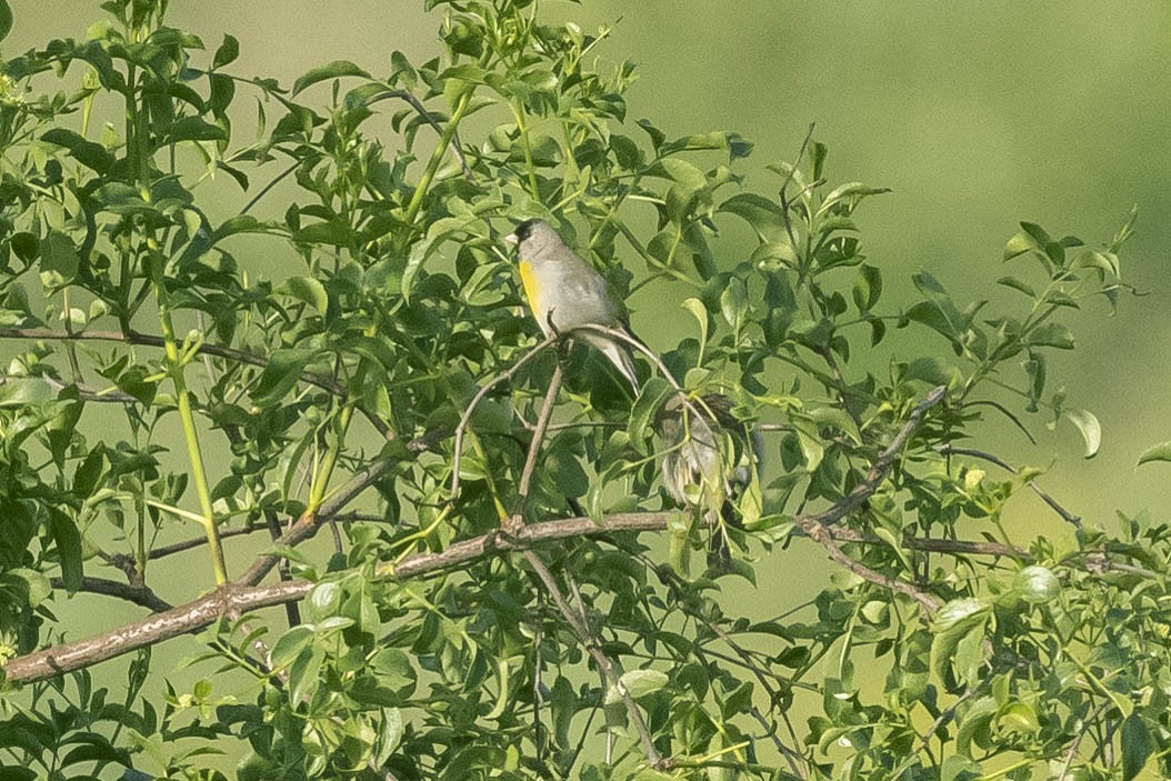 Lawrence's Goldfinch - ML322371161