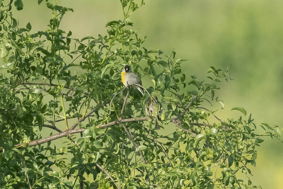 Lawrence's Goldfinch - ML322371181