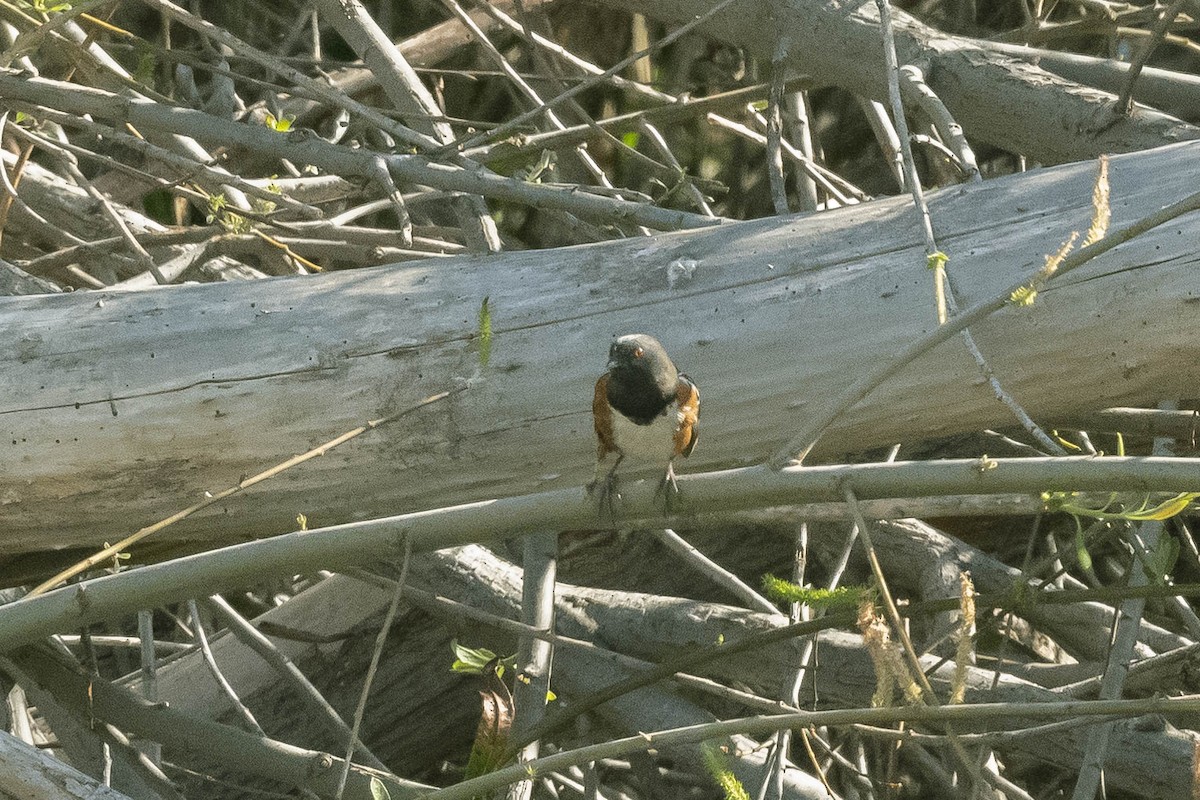 Spotted Towhee - ML322371381