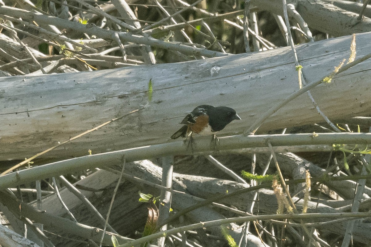 Spotted Towhee - ML322371391