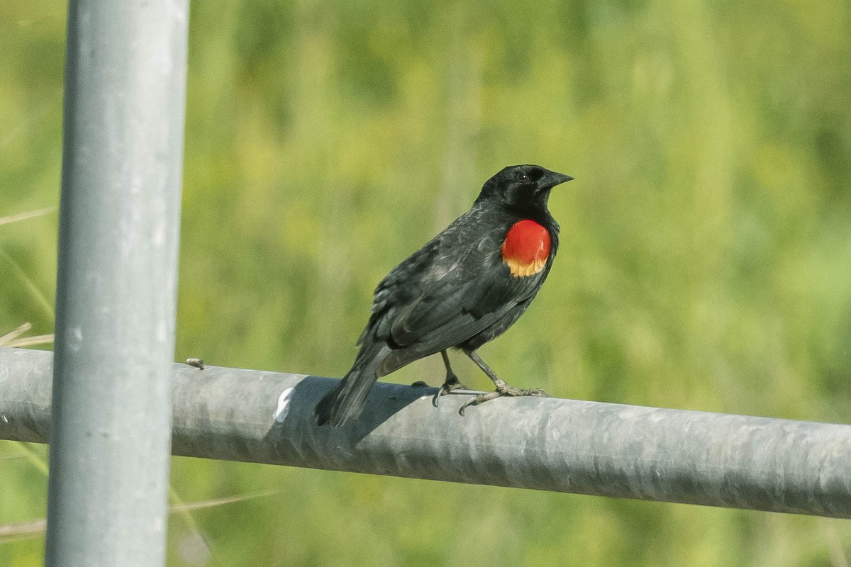 Red-winged Blackbird - James McNamara