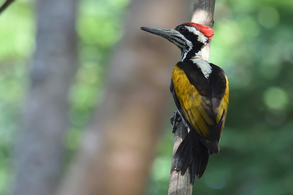 White-naped Woodpecker - Mallika Rajasekaran