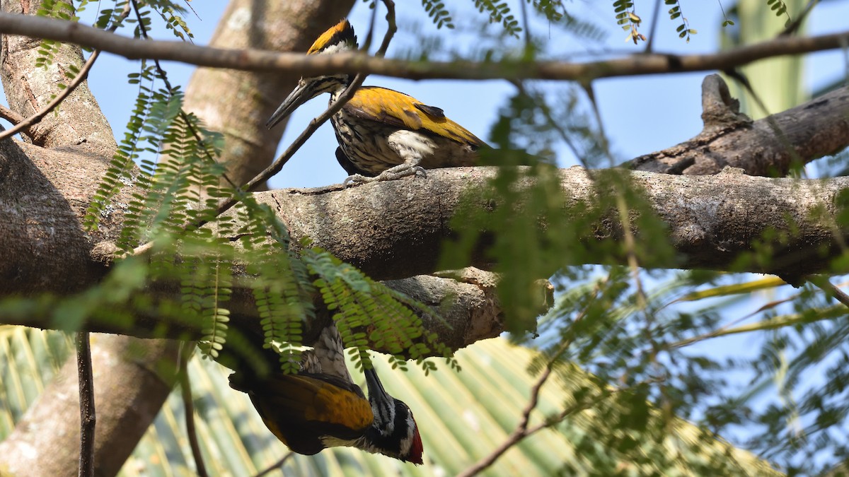 White-naped Woodpecker - Mallika Rajasekaran