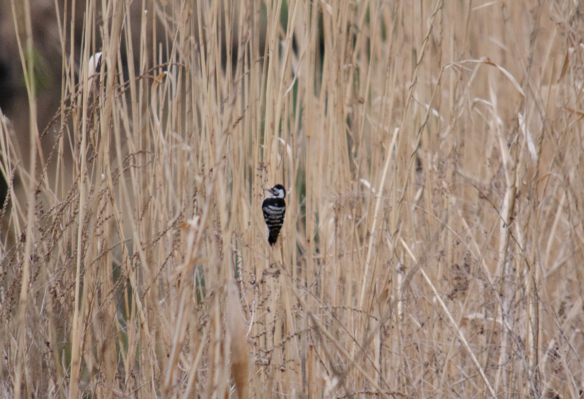 Lesser Spotted Woodpecker - Zoltán Horváth