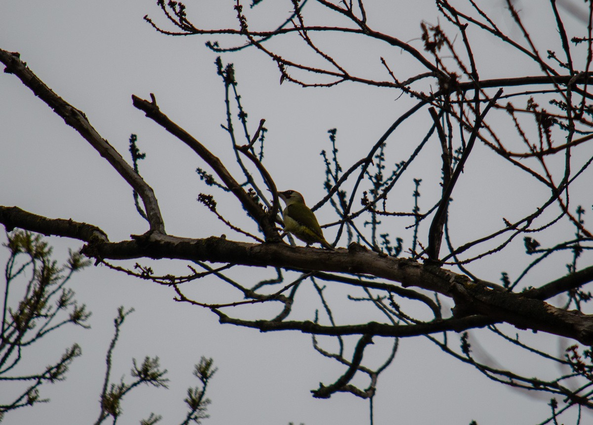 Eurasian Green Woodpecker - ML322381091