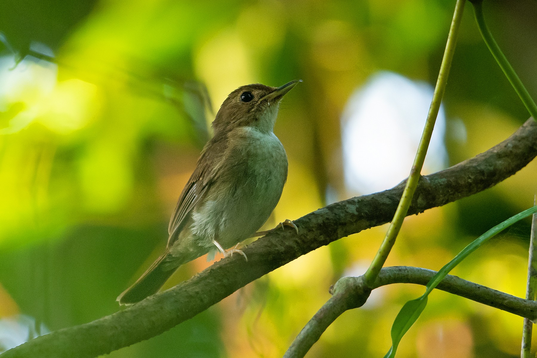 Nicobar Jungle-Flycatcher - eBird