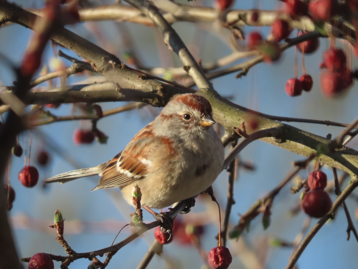 American Tree Sparrow - ML322404101