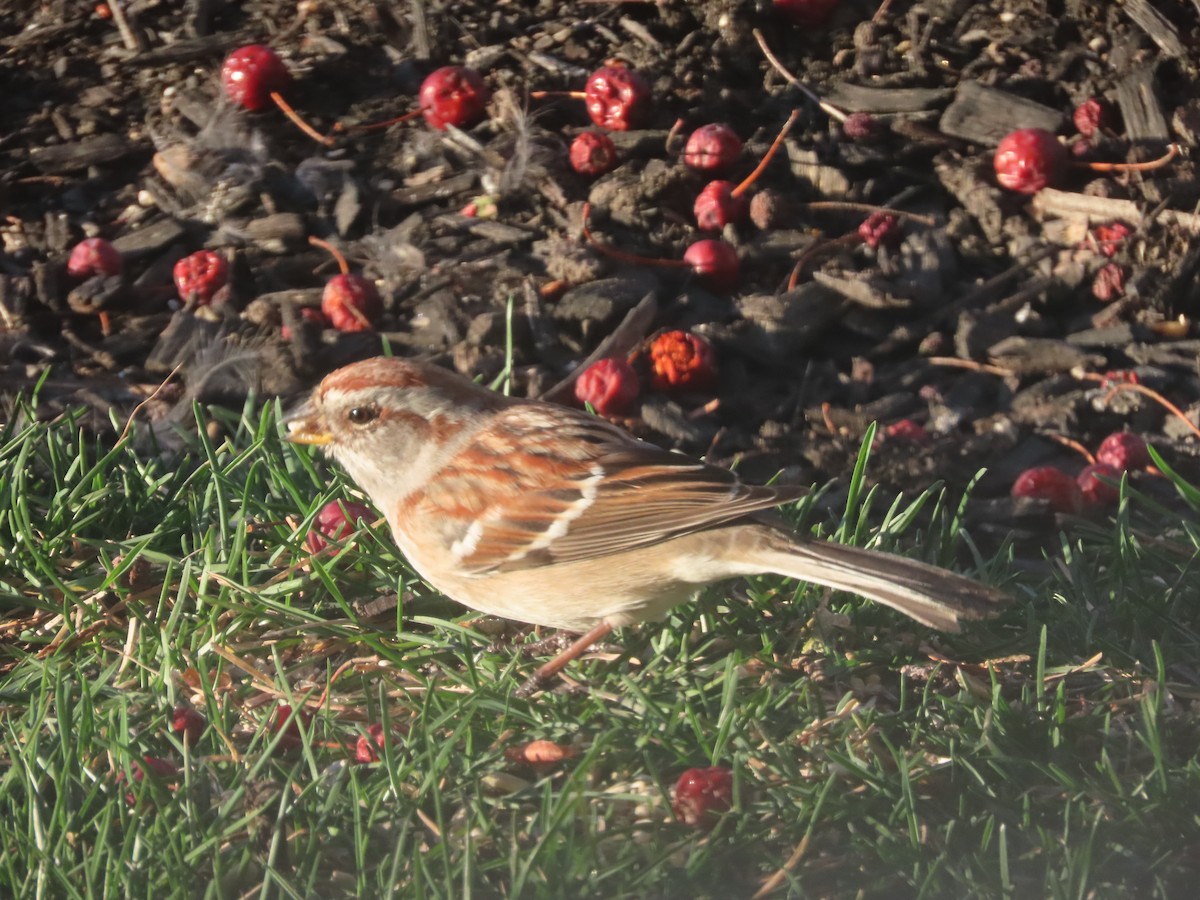 American Tree Sparrow - ML322404601