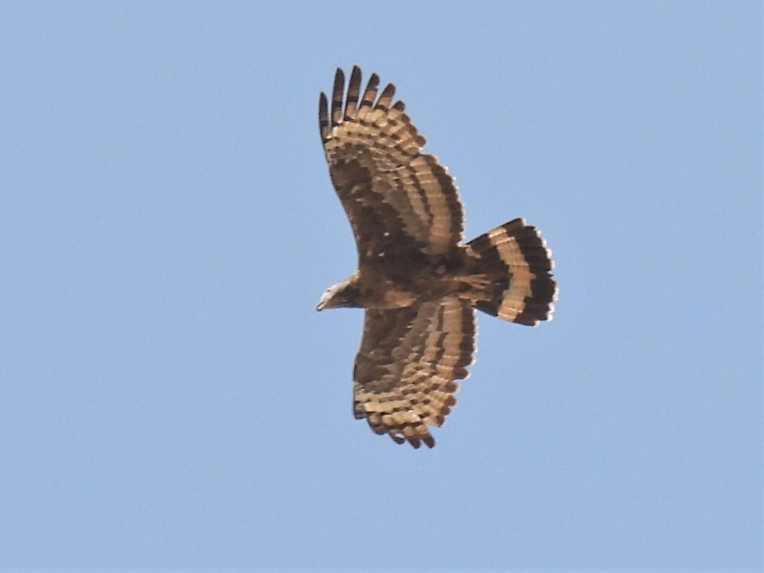 Oriental Honey-buzzard (Northern) - ML322412251