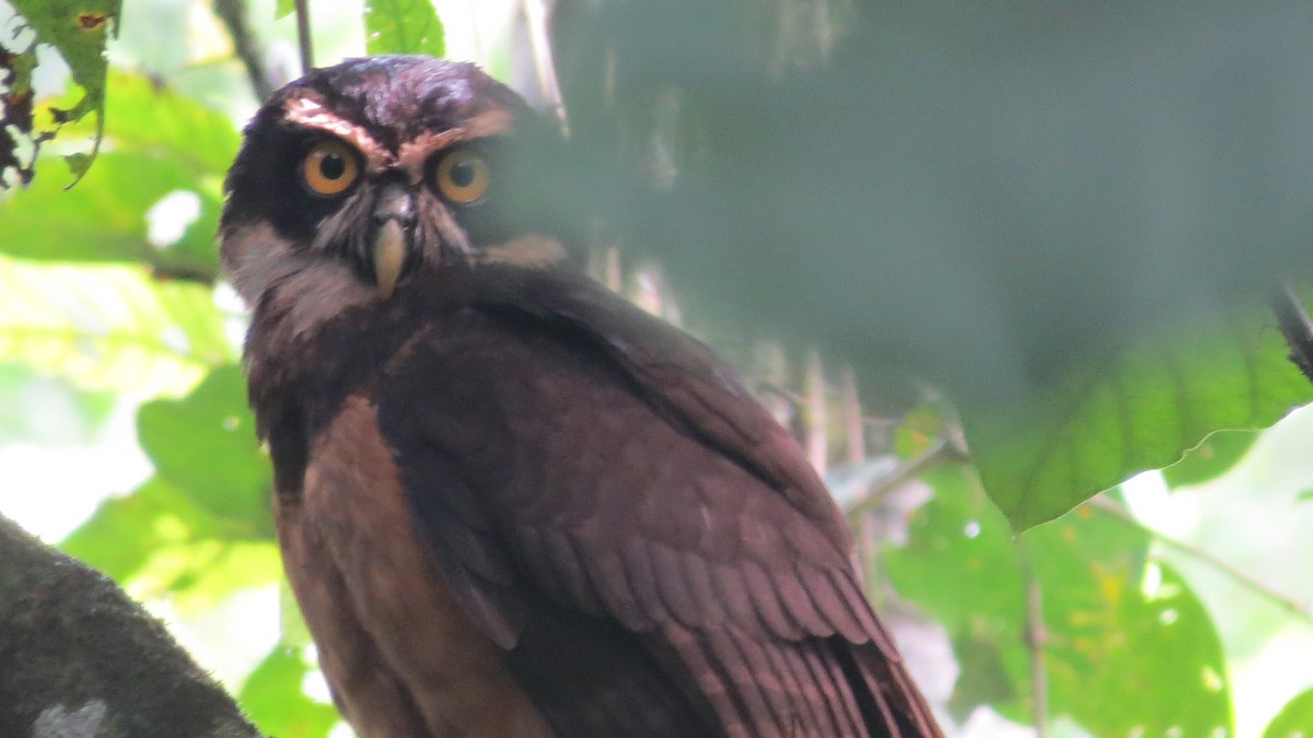 Spectacled Owl - ML32241581