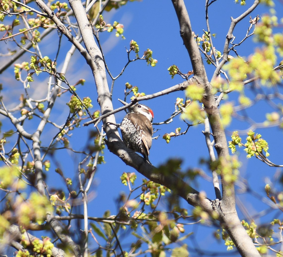 List 91+ Pictures Ramsey Canyon Preservenature Conservancy Hereford