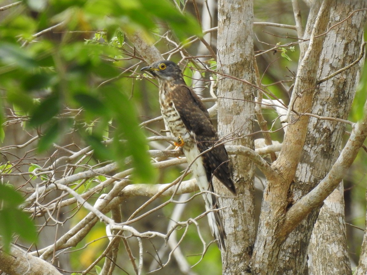 Large Hawk-Cuckoo - Suebsawat Sawat-chuto