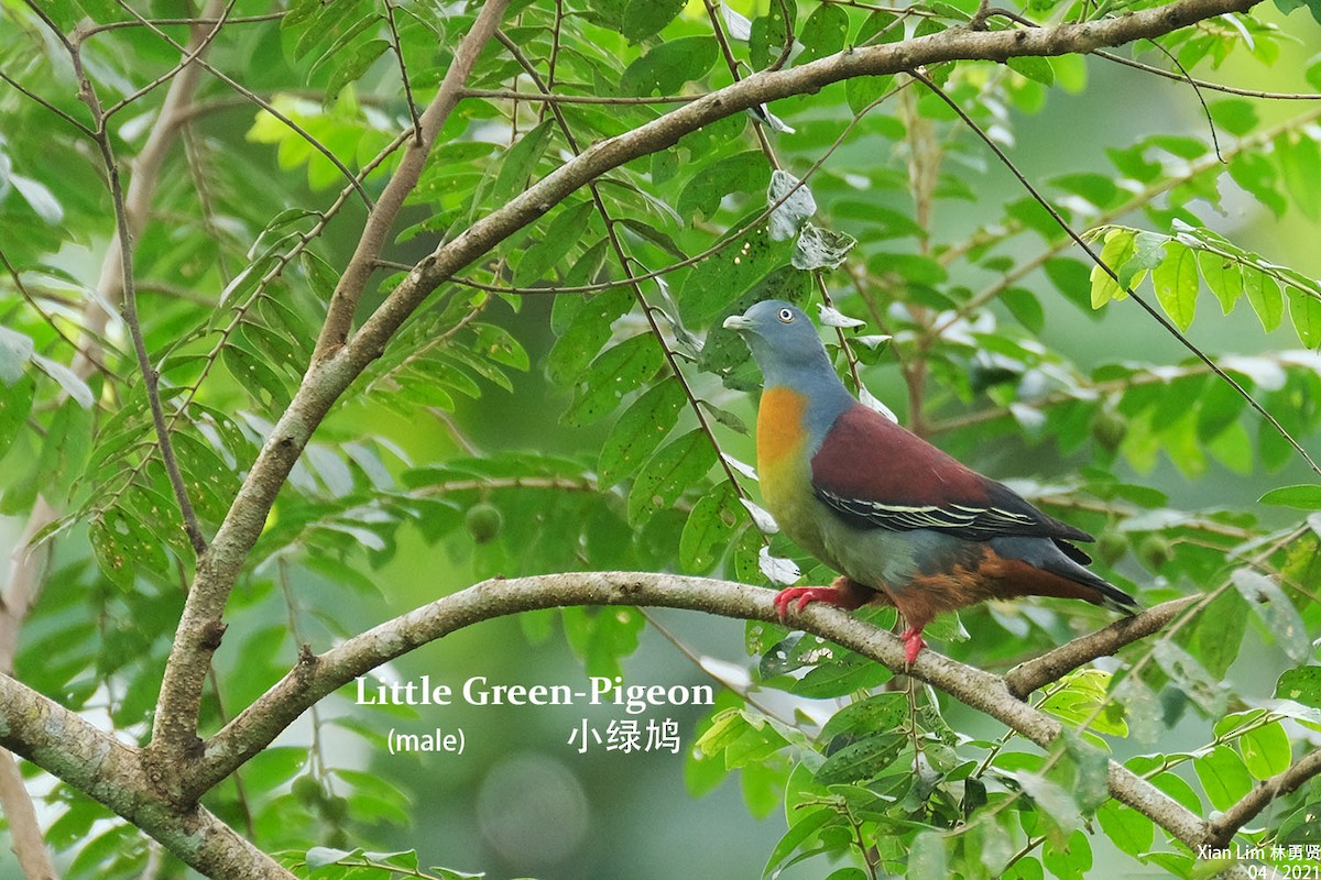 Little Green-Pigeon - Lim Ying Hien