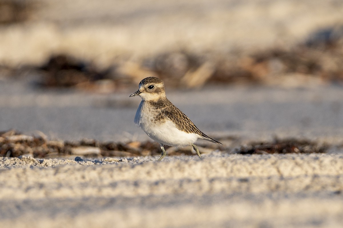Double-banded Plover - ML322424771