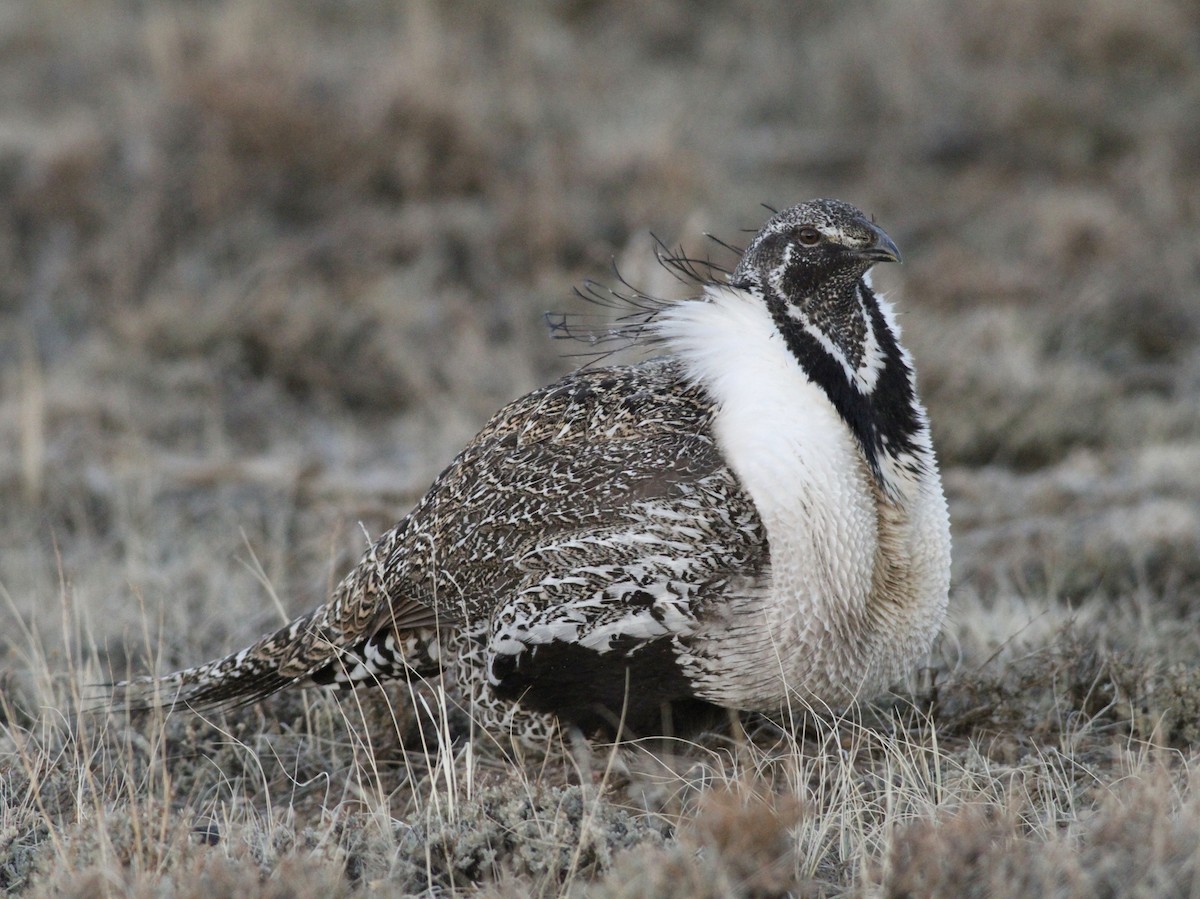 Greater Sage-Grouse - ML322438891