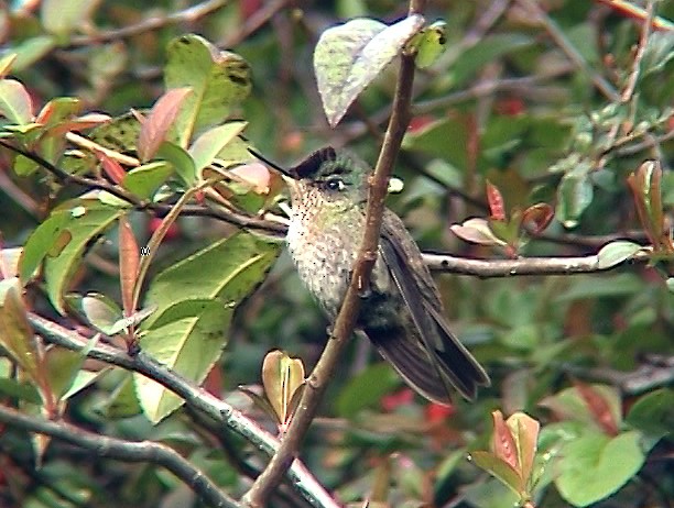 Green-backed Firecrown - ML322440671