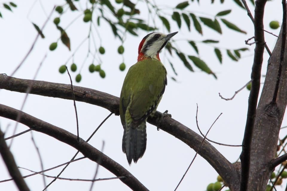 Cuban Green Woodpecker - ML322442401