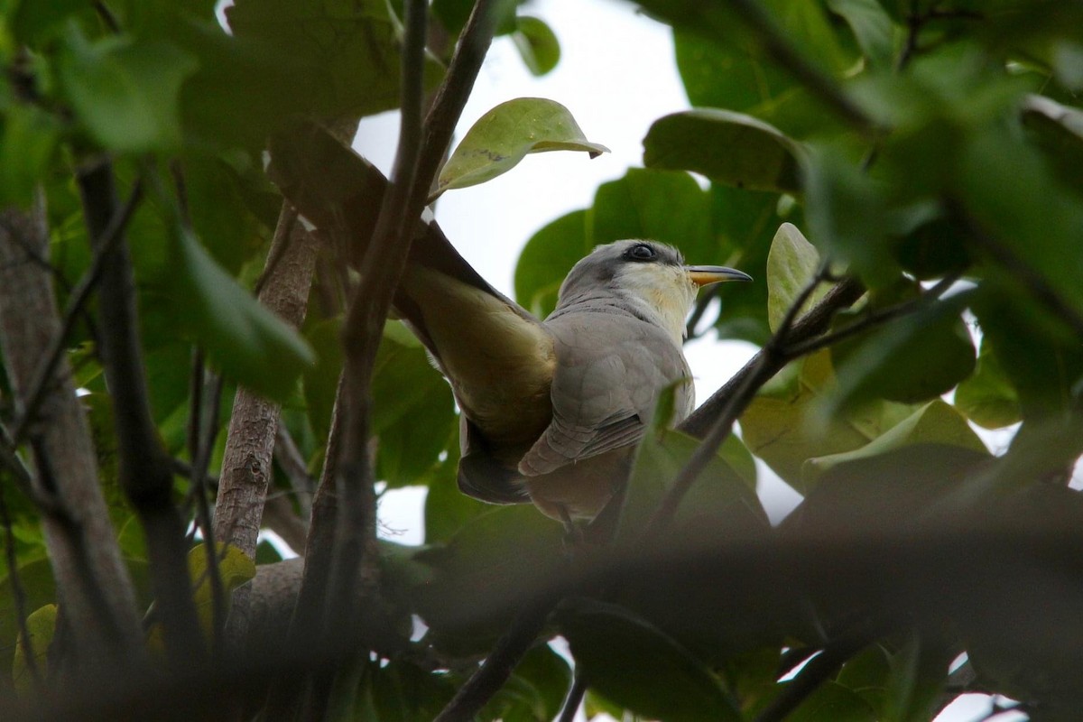 Mangrove Cuckoo - ML322443341