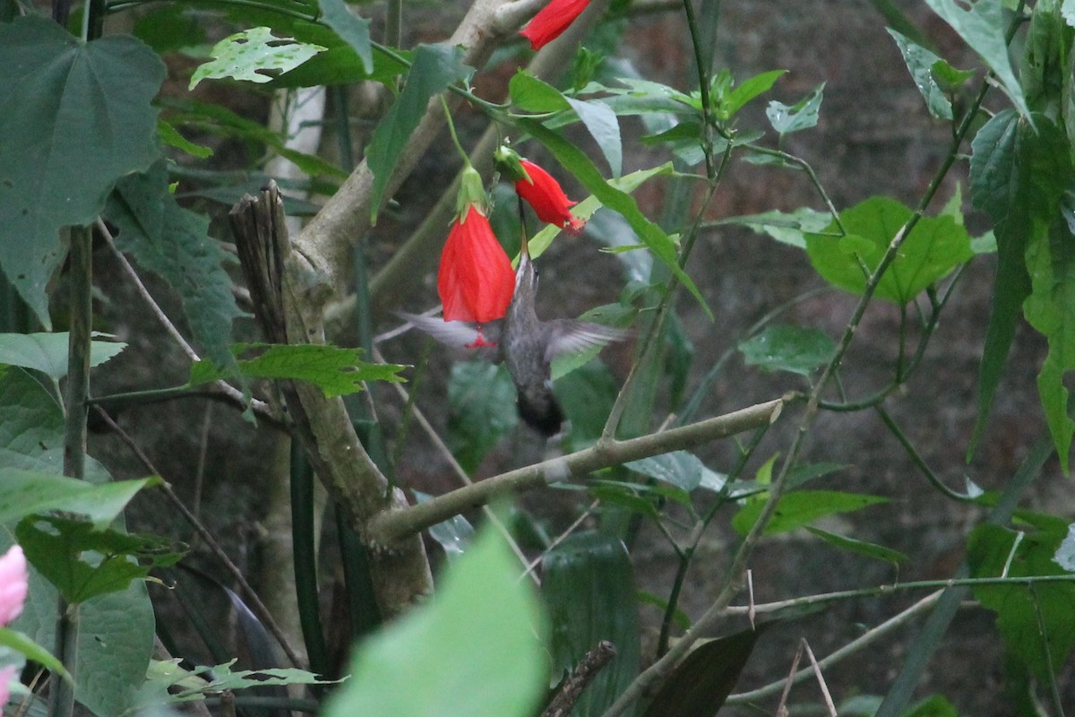 kolibřík běloknírkový - ML322445751