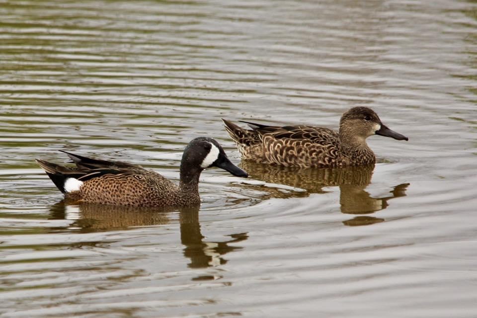 Blue-winged Teal - ML322446231