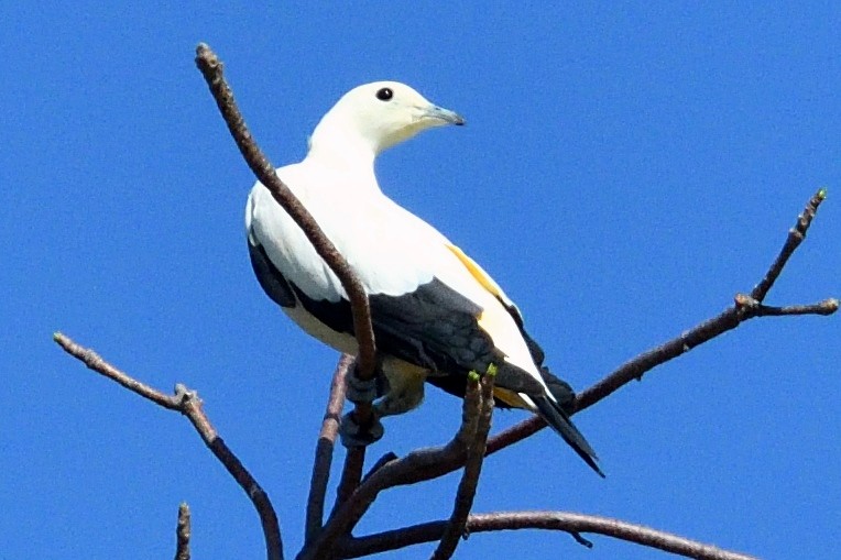 Pied Imperial-Pigeon - ML322447571