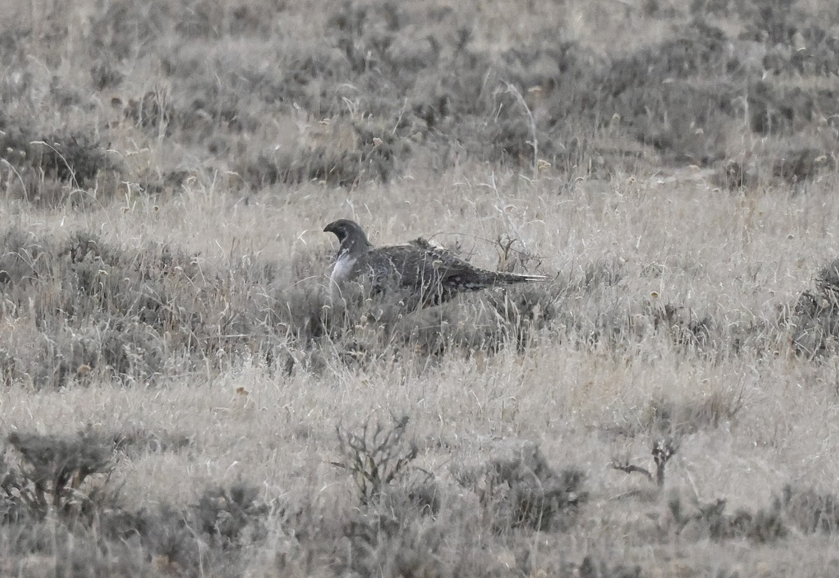 Greater Sage-Grouse - ML322450491