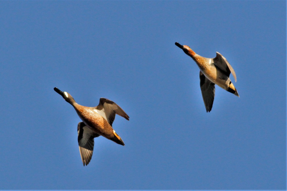 Blue-winged Teal - ML322453541